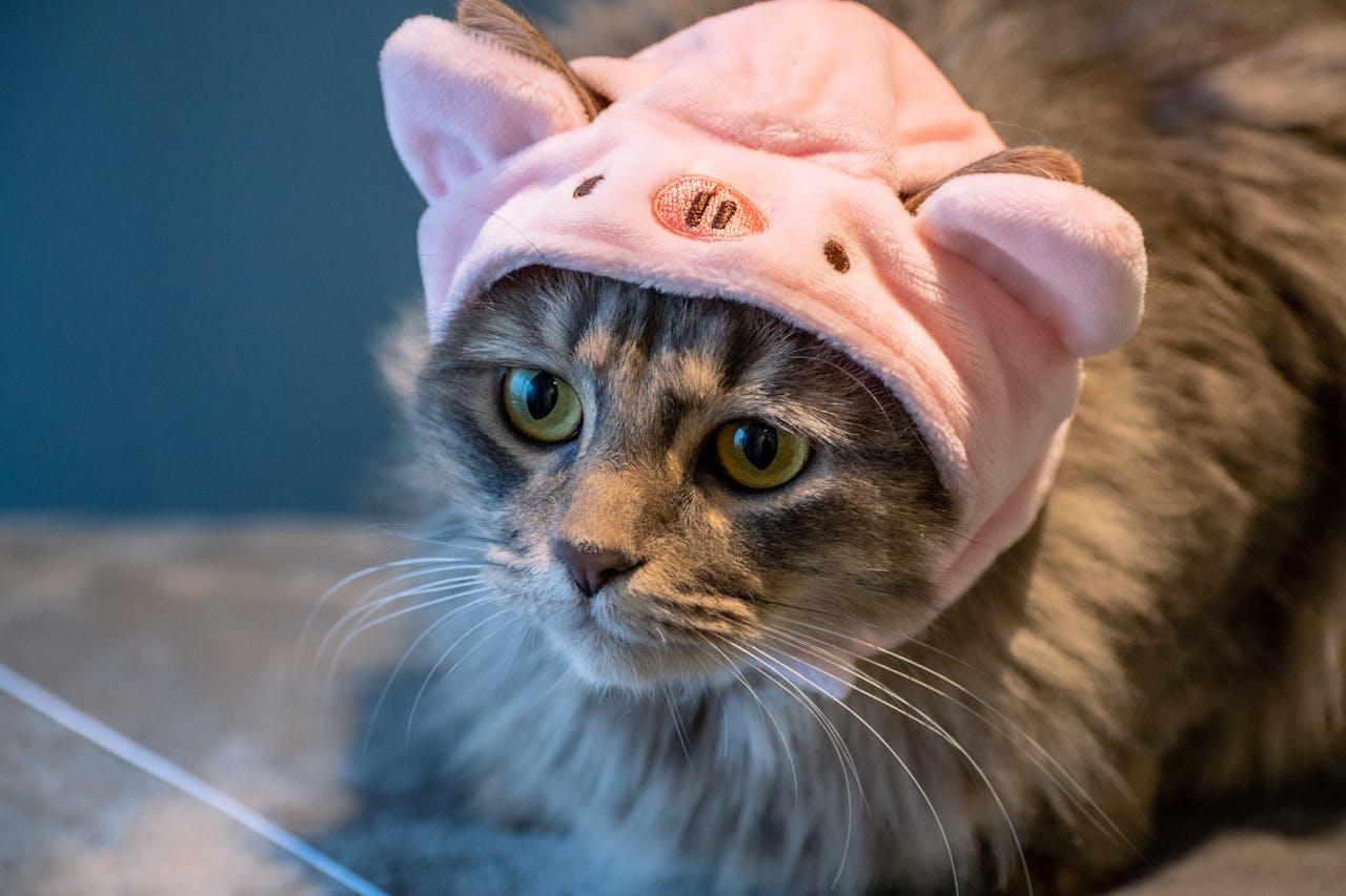 Adorable cat wearing a pink pig hat, showcasing a mix of feline charm and playful dress-up fun.