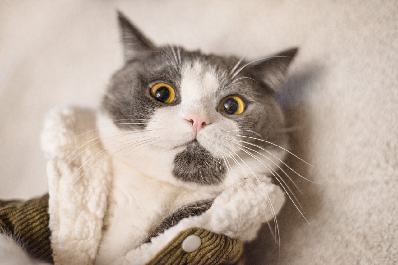 Adorable cat in cozy attire, showcasing expressive eyes and fluffy whiskers.